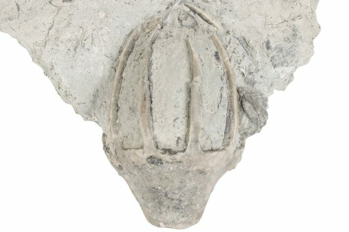 1.85" Fossil Crinoid (Eucalyptocrinites) Crown - Indiana